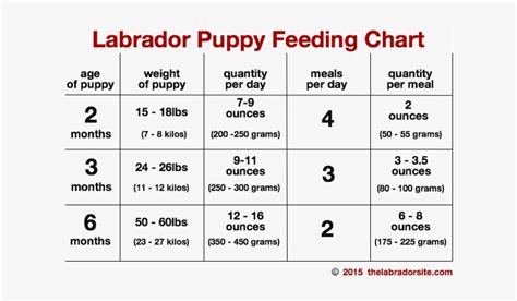 Labs are friendly, outgoing, and high-spirited companions who have more than enough affection. . Labradane growth chart
